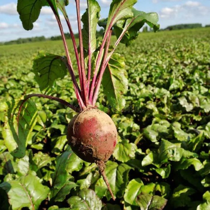 Beet products