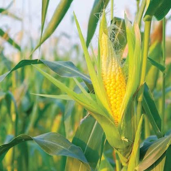 Corn products