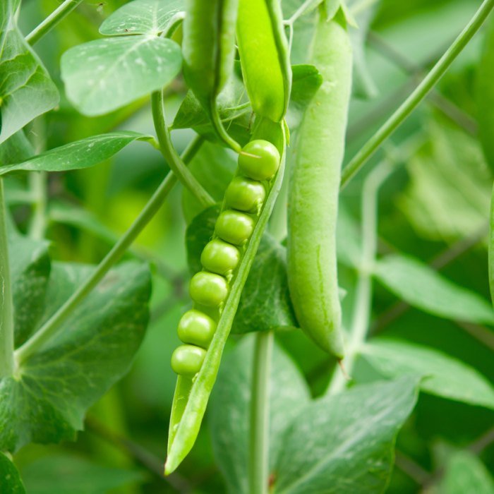 Pea products