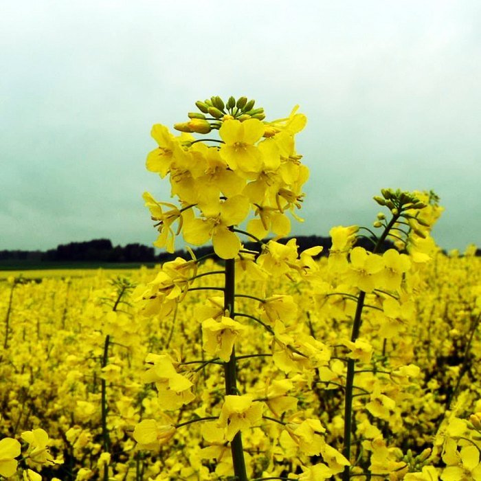 Rapeseed products