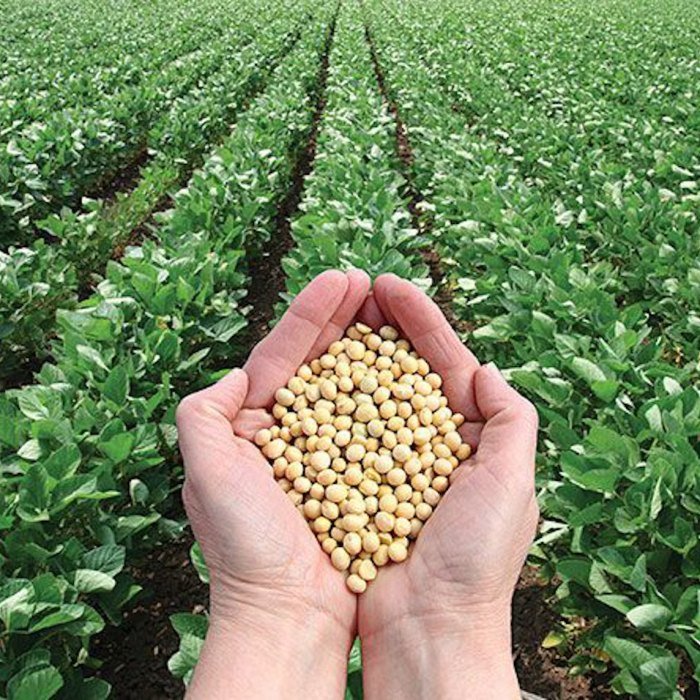 Soy products