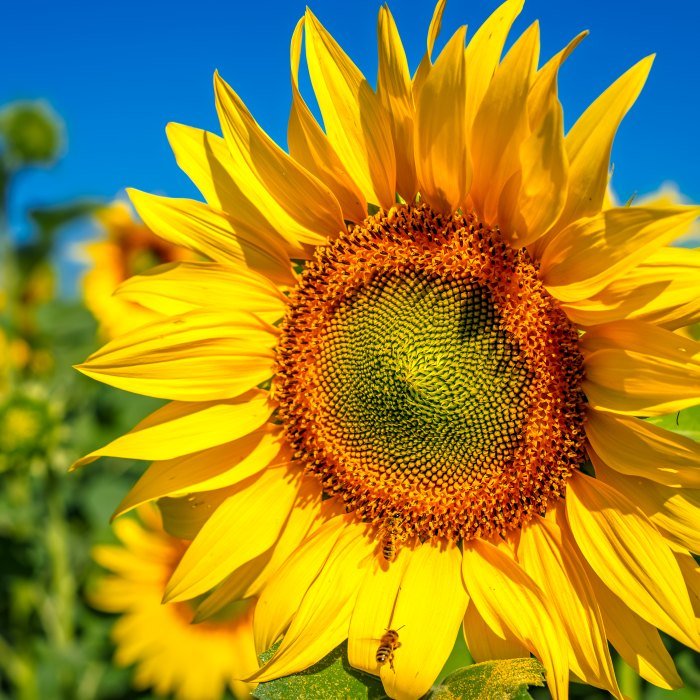 Sunflower products