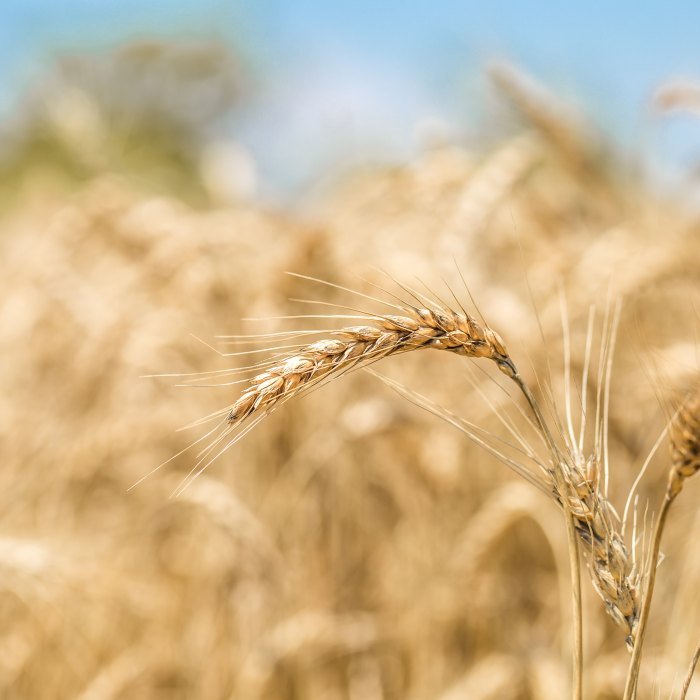 Wheat products