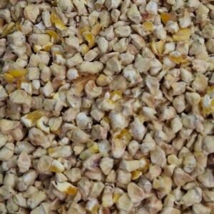 Corn Germ