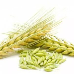 Barley grain